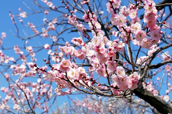 日本舉行傳統梅花節游園賞花浪漫唯美（組圖）