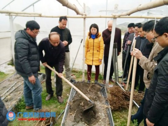 河池市扶贫办植树节组织全体人员到联系点开展
