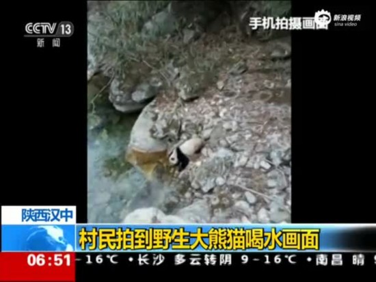 村民偶遇大熊貓喝水 憨態可掬如酗酒醉漢萌翻網友(圖)