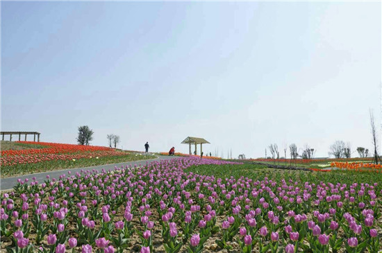 周末赏花犯愁?成都四大资格赏花线重磅发布