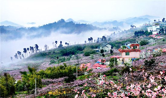 周末赏花犯愁?成都四大资格赏花线重磅发布