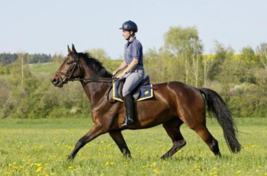 天价虾之后又现天价马:骑马1元,按秒算