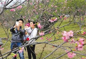 深圳聚龙山生态公园鲜花盛开 百余米长樱花谷
