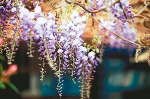 嘉义梅山瑞里紫藤花盛开 如紫色风铃空中摇曳(图)