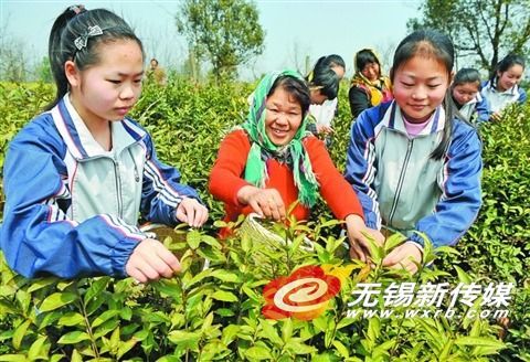 宜兴学生茶园学采茶 感念父母恩