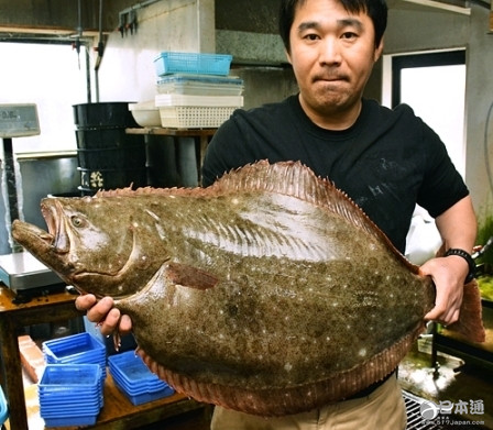 日本捕获巨型比目鱼:做生鱼片可供40人食用