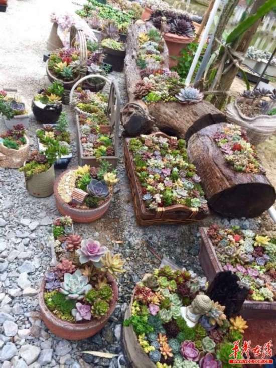 城市花园多肉植物争奇斗艳 上百名游客徜徉花