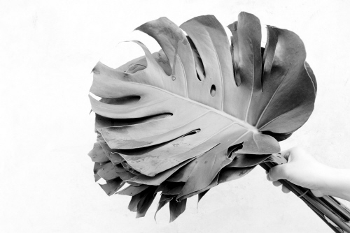 龟背竹吸甲醛最强?绿植吸甲醛也得开窗