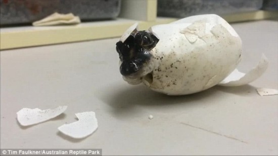 澳鳄鱼破壳出生视频因酷似《侏罗纪公园》实景