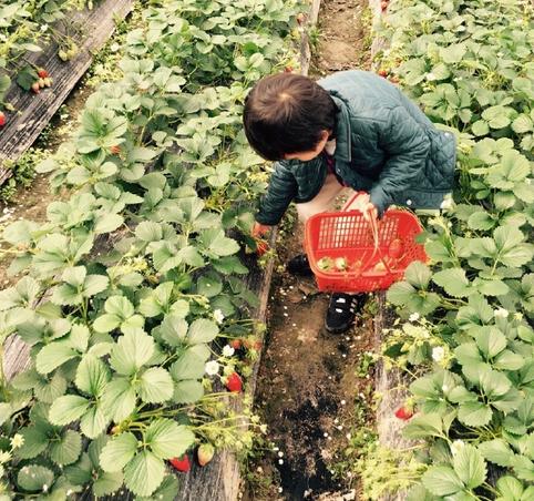 孙俪带著儿子摘草莓 等等提著篮子弯腰摘果实