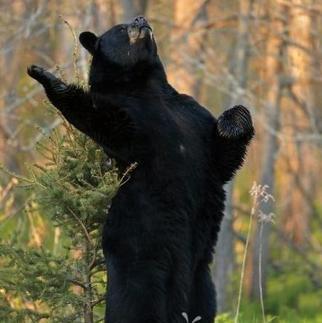 养狗半年才发现是熊!是真的吗?黑熊犬究竟是什