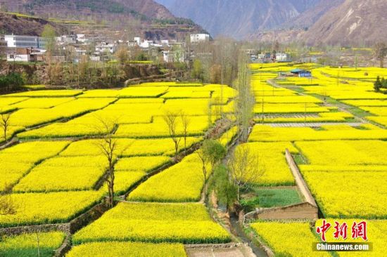 陇上江南油菜花开 游客畅游花海