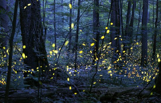 ͼƬĬ�ϱ���