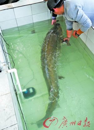 漁民在珠江口捕獲的鱘魚長約兩米，重約200斤。廣州日報記者邱偉榮 攝
