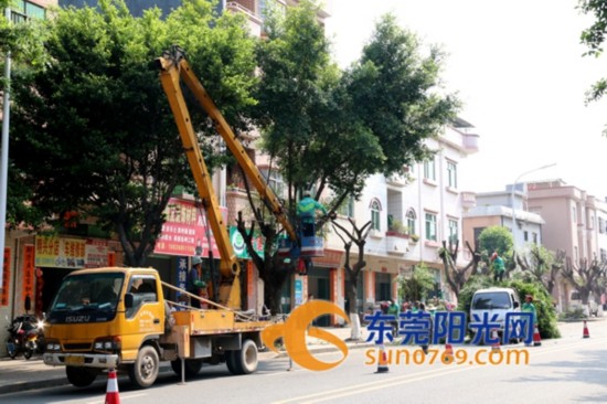 东坑:开启春季树木修剪 美化道路景观
