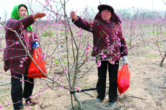 盐城盐都龙冈镇桃花园迎赏花季 果农忙授粉
