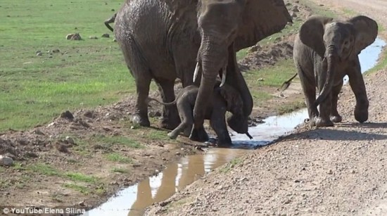 坦桑尼亚可爱小象因胆怯不肯跨过小溪(高清组