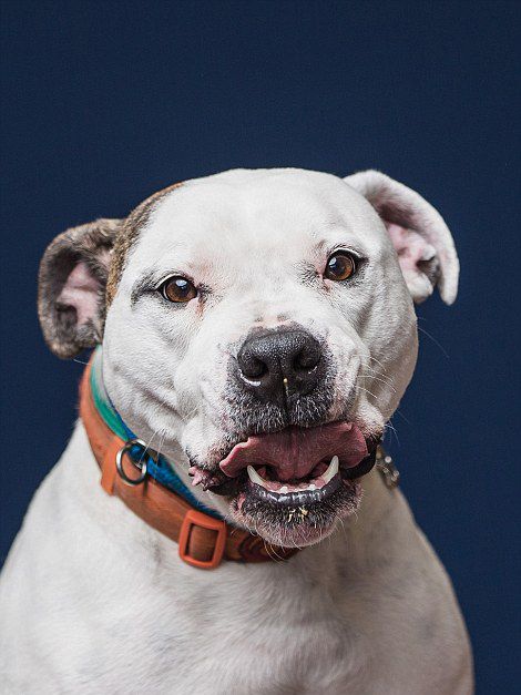 美摄影师捕捉狗狗舔花生酱滑稽瞬间(高清组图