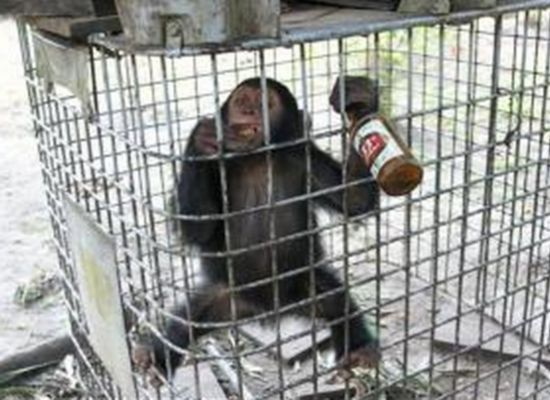 非洲猩猩酗酒成性 无酒不欢仰头几分钟吹完一