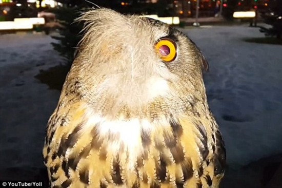 萌货!俄猫头鹰偏爱被人用羽毛挠痒痒