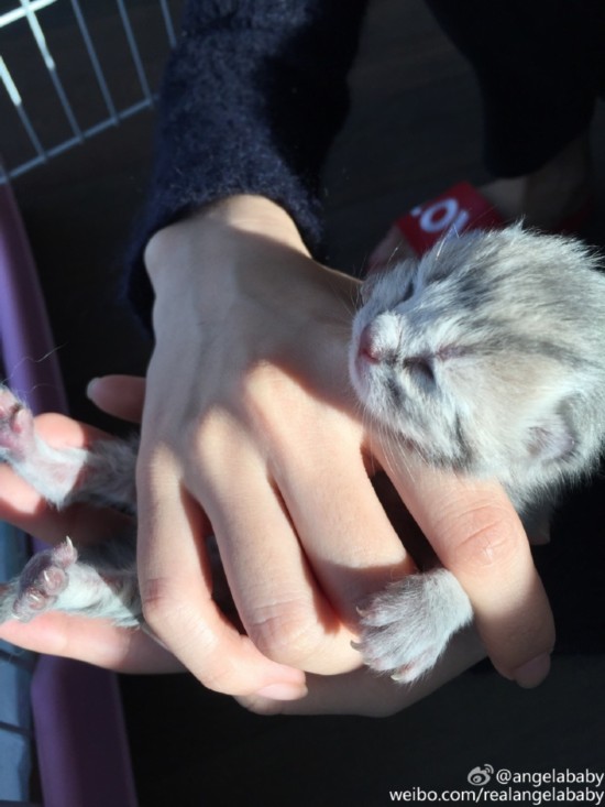 Angela喜欢猫,Angela喜欢猫 angelababy与小猫合影 ming字拖鞋太抢镜(图)