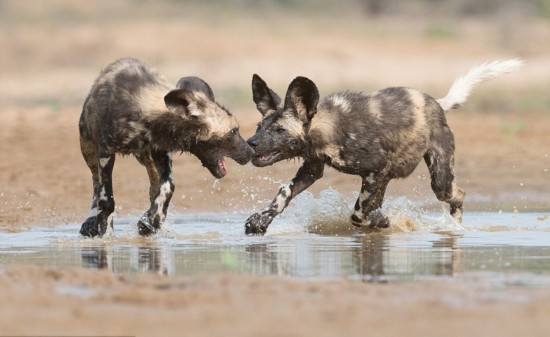 血腥!野外动物摄影师拍南非野狗捕食成年公羚