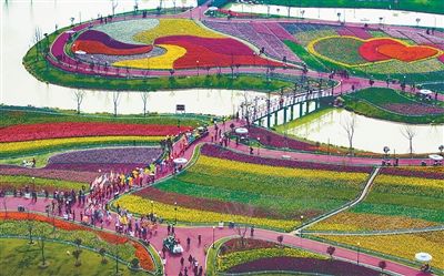 盐城大丰郁金香竞相开放 宛如大地调色盘