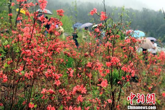 广东金子山千亩高山杜鹃正在盛放。 曾令华 摄