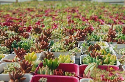 河南农民种植40余万盆多肉植物 网友:萌翻了