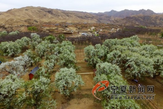 南长滩赏梨花正当时