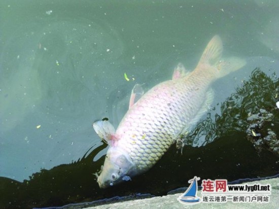 连云港市区东盐河现死鱼 环保部门已提取水样