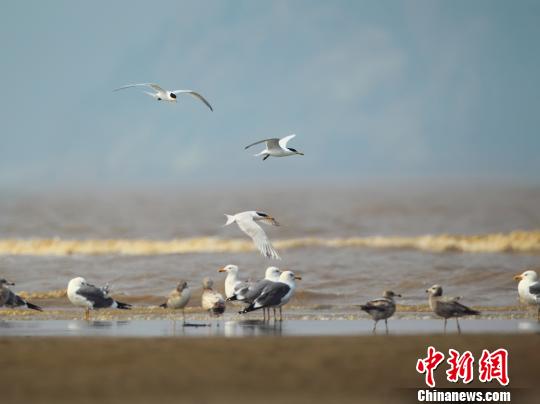 神话之鸟又来闽江口谈恋爱了 鸭子捣乱难成双