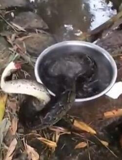 莆田村民发现大蟒蛇 杀蟒给瘫痪母亲补身子获