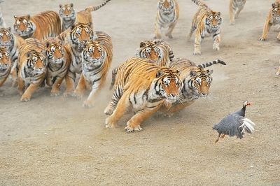 一只虎一头牛一座山猜一成语_火跟山猜个成语(3)