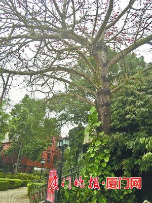 木棉榕树和鼓浪屿音乐厅相生相伴成明星 颜值