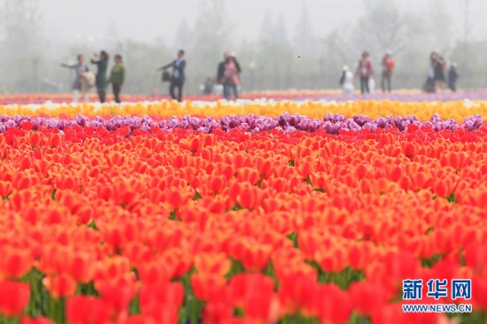 盐城大丰荷兰花海郁金香绽放四月天
