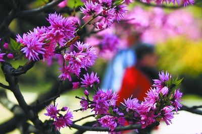 最是芬芳四月天