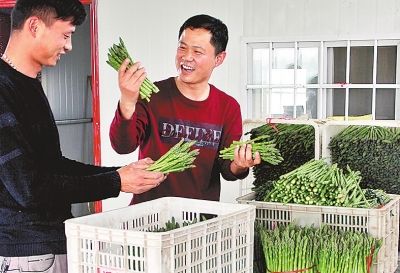 小芦笋带动农户致富