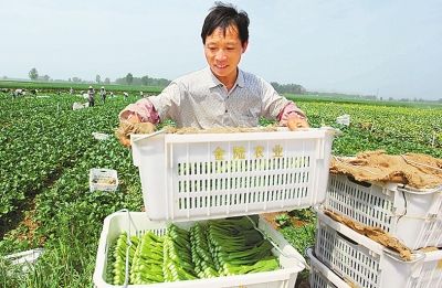 供港蔬菜无缝对接