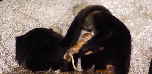  猴子为同伴接生  网友震惊:猴子原来也有接生婆