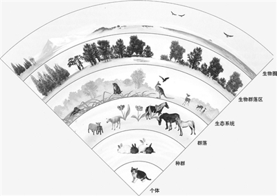 评论：强者结合适者 企业需高度发挥“生态位”