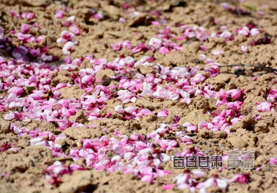 秦安万亩桃花竞相绽放 游客徜徉花海