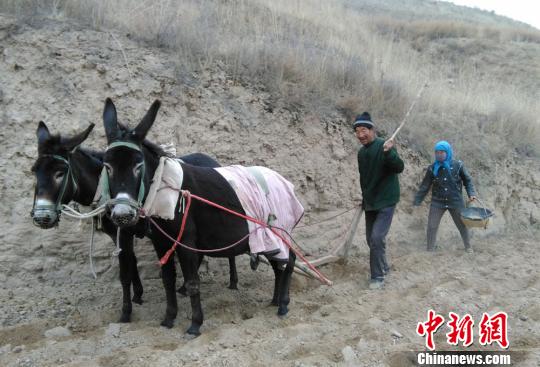 甘肃定西大山二牛抬杠渐变农机耕作(图)