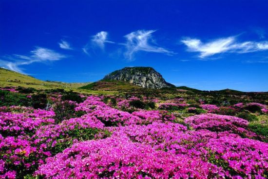 花花世界！全球十大赏花胜地推荐（组图）