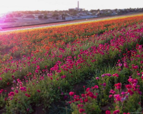 花花世界！全球十大赏花胜地推荐（组图）