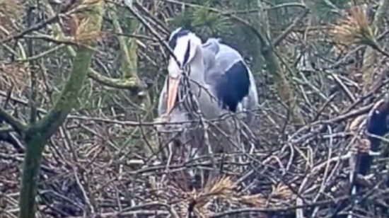 震惊!挪威野生苍鹭妈妈吞食死去幼鸟