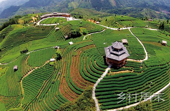 大茶场 旅游- 人民网