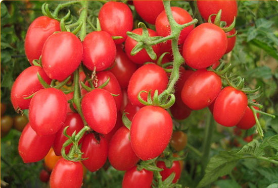 浓缩的都是精华!圣女果比大番茄营养高