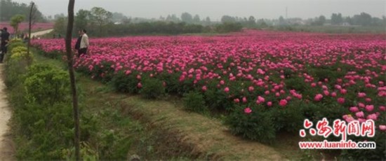 金安区东桥镇千亩芍药牡丹竞相盛开邀您来观赏