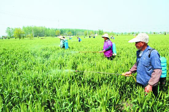 盐城盐都大纵湖镇防控小麦赤霉病 集中喷药